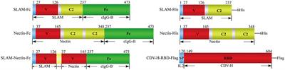 Development of HEK293T-produced recombinant receptor-Fc proteins as potential candidates against canine distemper virus